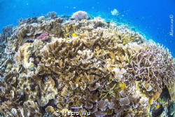 A coral reef of diversity by Macro Wu 